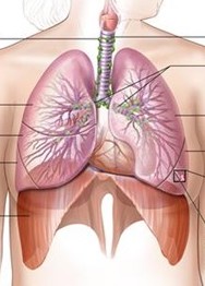 Lung and diaphragm