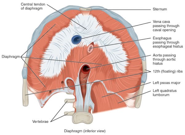 Diaphragm inferior view